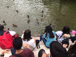 grupo de socios menores dando de comer a patos